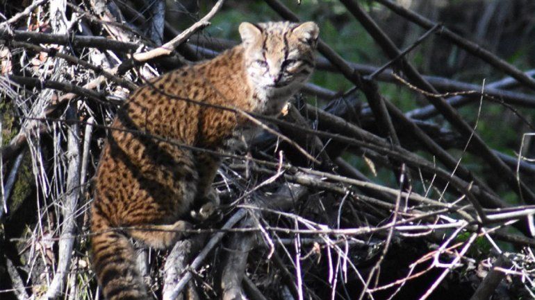 Paseaban en Bariloche y se toparon con el gato más pequeño de América