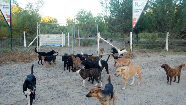 En el refugio canino de la Isla Jordán hay cientos de perros que necesitan más cuidado