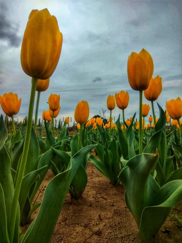 Se llevó adelante la compra de 4.000 bulbos de tulipanes en cuatro tonalidades diferentes: amarillo ocre, rojo, rosado caspeado y amarillo intenso. Se llevó adelante la compra de 4.000 bulbos de tulipanes en cuatro tonalidades diferentes: amarillo ocre, rojo, rosado caspeado y amarillo intenso.