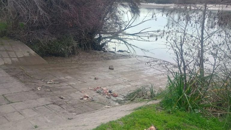 El macabro hallazgo se registró en la costanera de Viedma. Fotos: Gentileza (NoticiasNet).