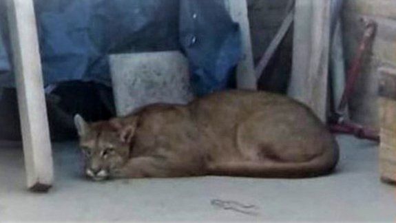Un puma causó revuelo en un barrio de Neuquén