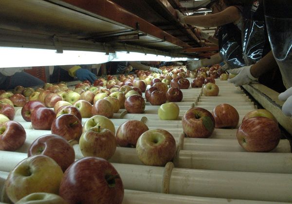 Los restos de las manzanas que se utilizan para la producci&oacute;n de jugos, ahora podr&aacute;n utilizarse como alimento.