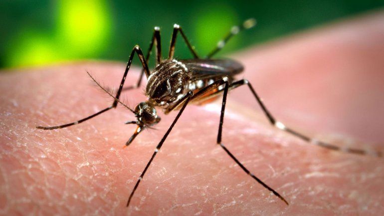 La enfermedad mortal es provocada por la picadura de un mosquito.