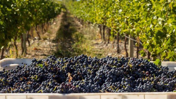 Mejora adicional de $540 millones para exportaciones de vinos regionales