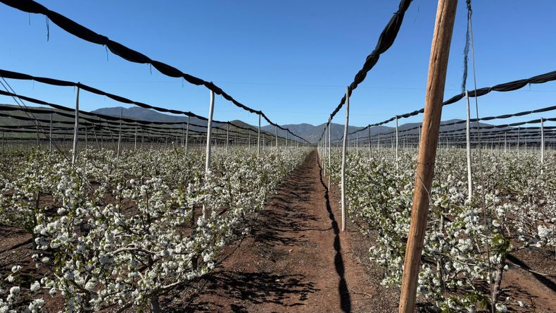 Ovalle duplicará su producción de cerezas y vuelve a China en octubre