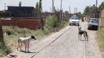 La creciente cantidad de perros que hay en Ferri está generando alarma y preocupación en la comunidad.