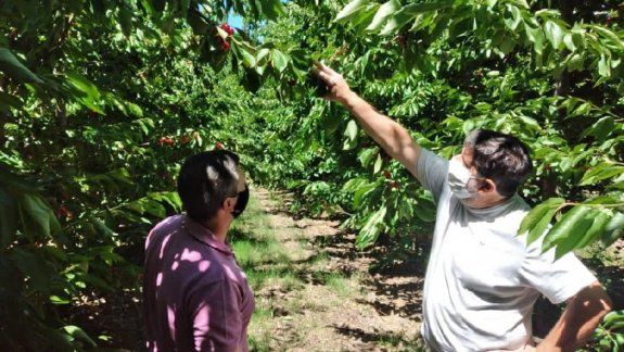 Avanza la cosecha de cereza en Valle Medio