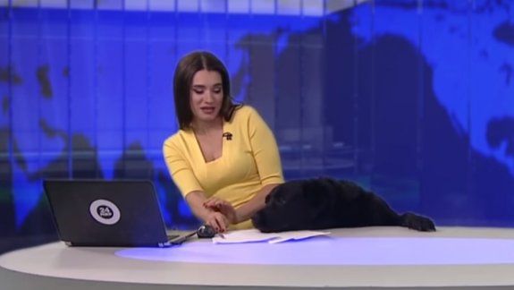 Un gracioso perro se infiltra en un noticiero y causa furor