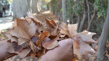 Cipolletti regala postales únicas en el otoño.