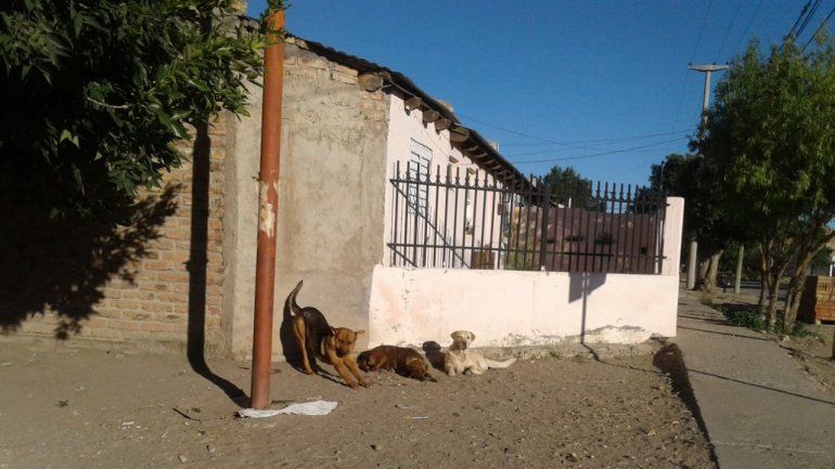 Multaron a una vecina por ayudar a los perros callejeros