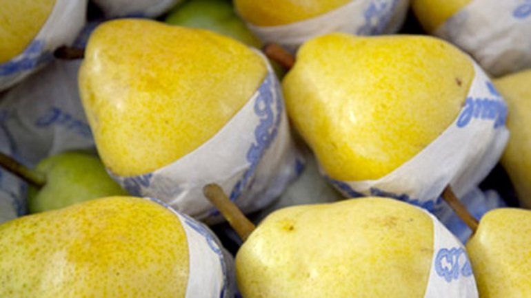 Entregarán peras en el Don Bosco para promover hábitos saludables