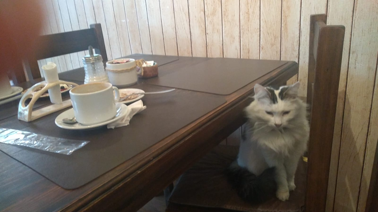 La gatita que cafetea sola en barcito top y sus clientes la adoran