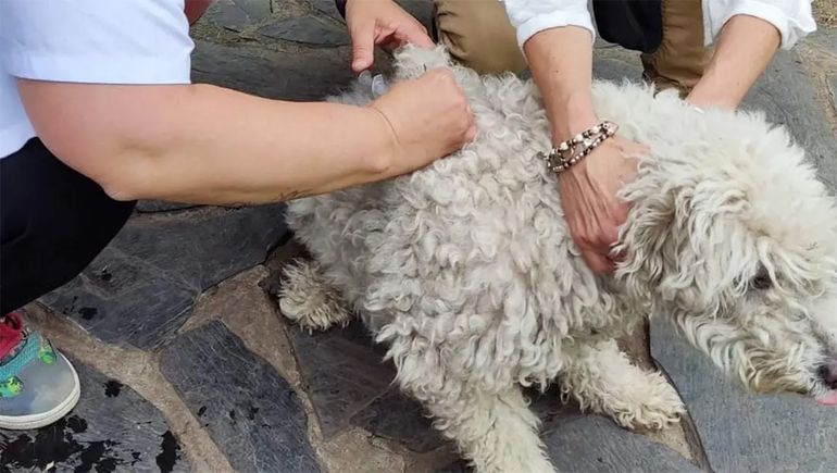 Un caso de rabia en la región andina encendió alertas de Zoonosis