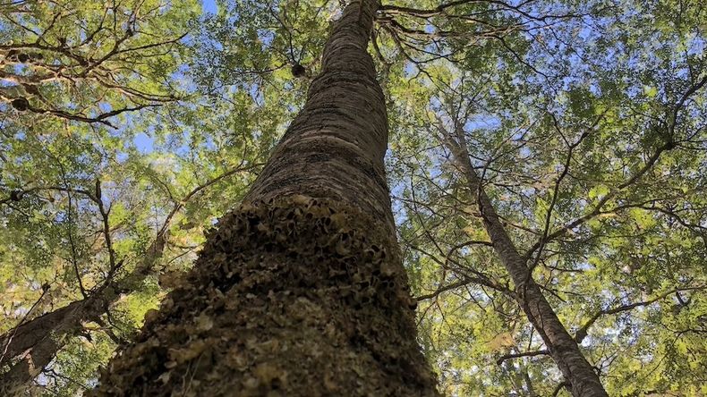 Uno de los árboles más antiguos de la Patagonia, en peligro de desaparecer