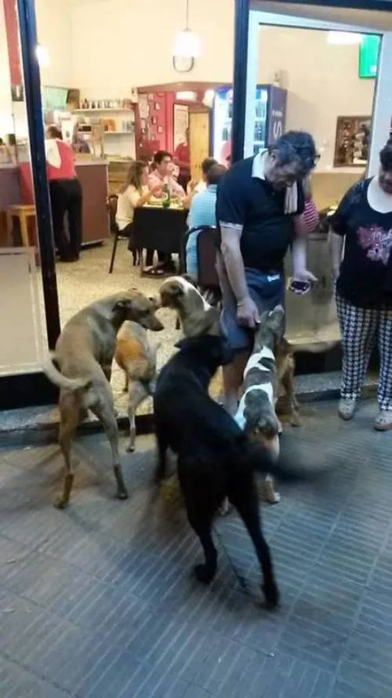 En El Tano le daban de comer junto a una banda de perritos.