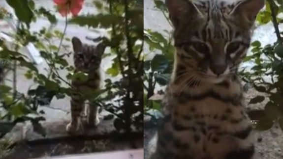 Apareció un gato güiña en el patio de una casa y sorprendió a todos