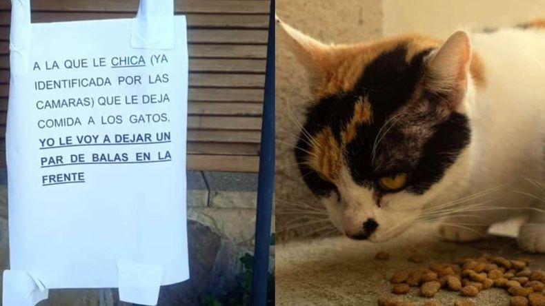 Amenazan a una mujer por darle de comer a los gatos.