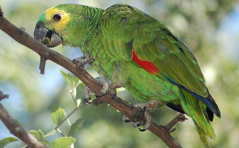 Vendió un loro hablador y tuvo que cumplir tareas comunitarias