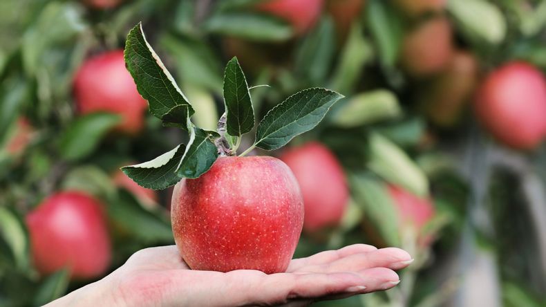 Los precios de la manzana en Europa mantienen tendencia alcista