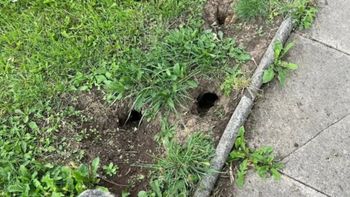 Fotos impactantes: encontraron ratas del tamaño de un gato y temen una plaga