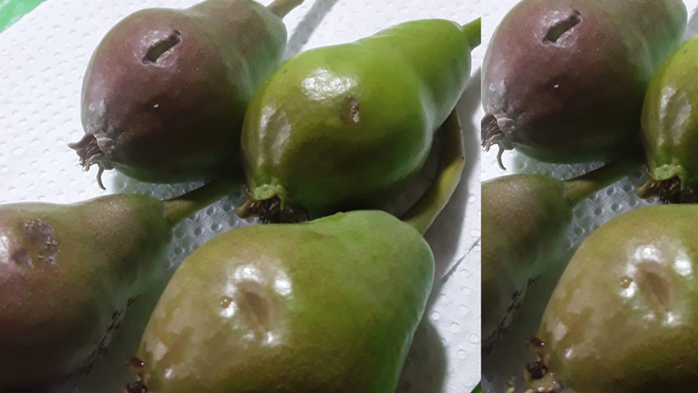 La chacra de Colonia Marconeti en Cipolletti fue duramente castigada por el granizo y sufrió pérdidas en su producción. La chacra de Colonia Marconeti en Cipolletti fue duramente castigada por el granizo y sufrió pérdidas en su producción.