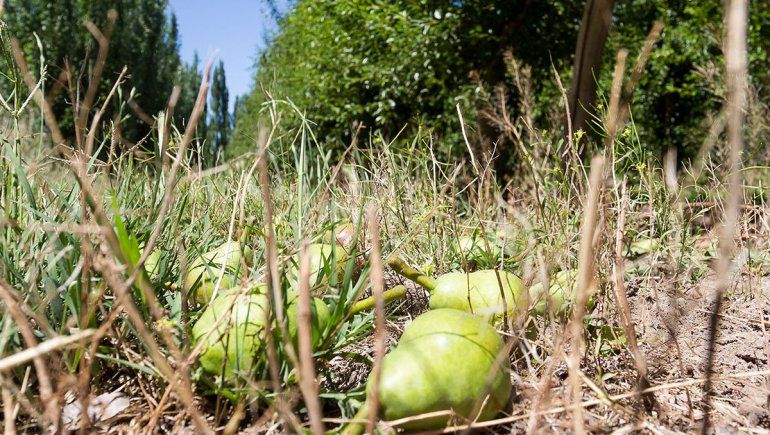 ¿Menos retenciones a la fruticultura?