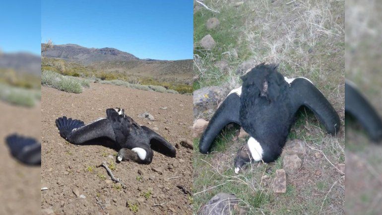 Al menos trece cóndores murieron envenenados en el norte neuquino