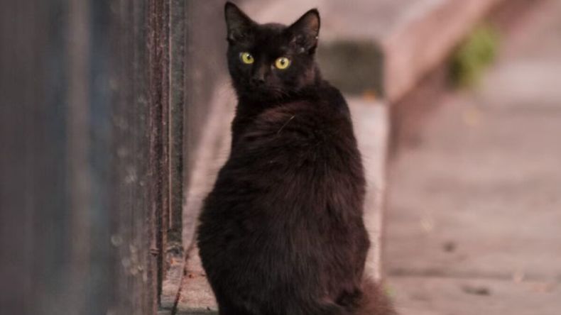 Refugios y veterinarias refuerzan controles durante Halloween para evitar adopciones impulsivas y proteger a los animales del maltrato. | LMCipolletti.com Refugios y veterinarias refuerzan controles durante Halloween para evitar adopciones impulsivas y proteger a los animales del maltrato.