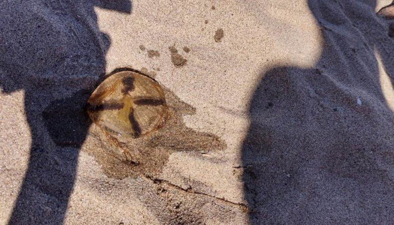 Hubo decenas de veraneantes picados por las aguas vivas en Las Grutas. 