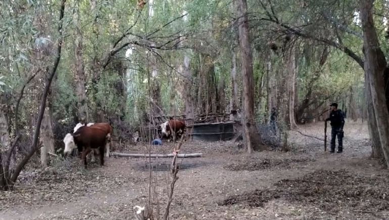 La Policía logró recuperar tres animales robados de un campo