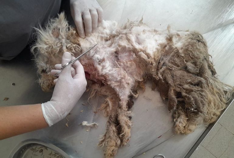 Vecinos de Las Perlas rescataron al animal. Lo bautizaron Frodo.&nbsp;