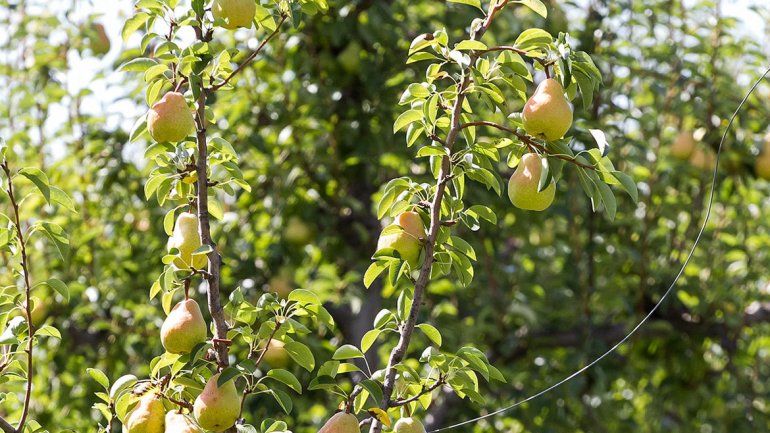 Río Negro es el principal productor de peras del hemisferio sur