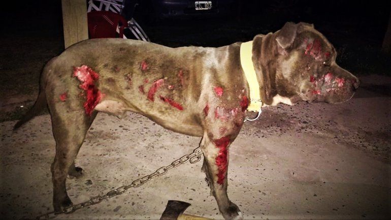 Piden ayuda para el tratamiento de Tanque, un Pitbull que sufrió graves quemaduras durante un incendio