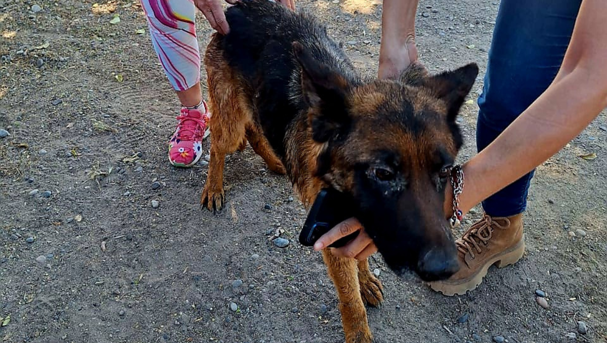 La perra rescatada se encontraba en un domicilio con signos evidentes de desnutrición.