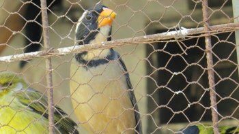 secuestraron 43 aves que se comercializaban de forma clandestina