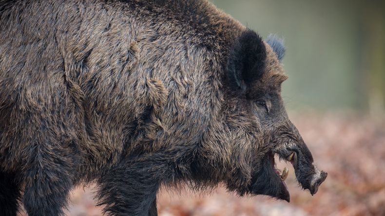 El jabalí, una de las 100 especies invasoras más dañinas, provoca alteraciones en suelos, vegetación y causa pérdidas agrícolas.