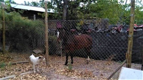 La Policía detuvo a un caballo que paseaba por las chacras en Oro