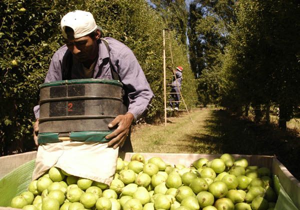 Se elaboró el calendario tentativo de cosecha