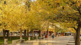 La llegada del otoño a Cipolletti se hace sentir con el cambio de colores en la vegetación. | LMCipolletti.com La llegada del otoño a Cipolletti se hace sentir con el cambio de colores en la vegetación.