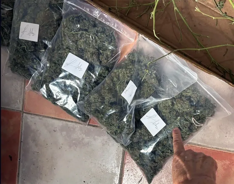El operativo secuestr&oacute; 1,273 kilos de cogollos de marihuana secos.