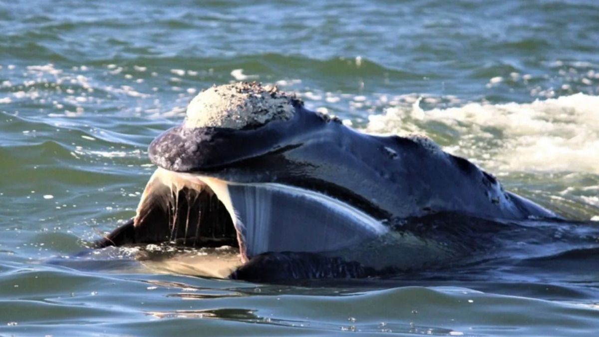 Una ballena con su cría, en Península Valdés, provincia de Chubut.