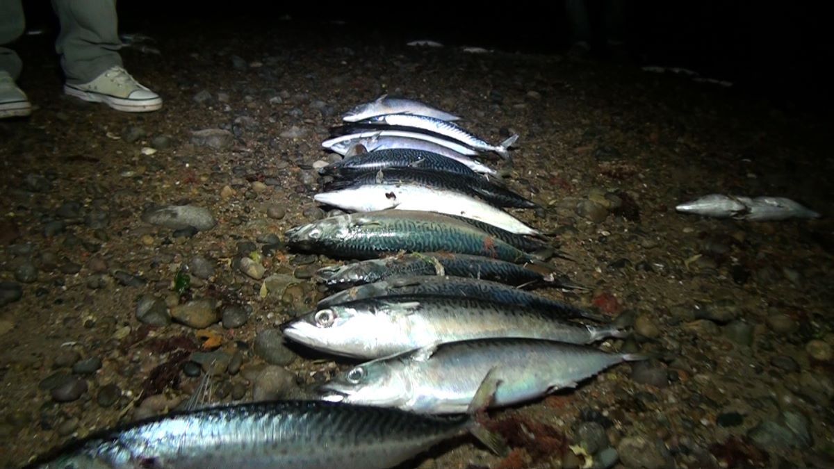 Impresionante cardumen de caballas invadió el puerto del Este
