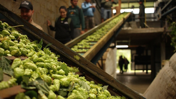 Brotes de lúpulo patagónico son el tesoro gourmet. En Europa occidental pagan hasta US$1.200/kg por esta delicadeza culinaria. Foto: @festivallupulo