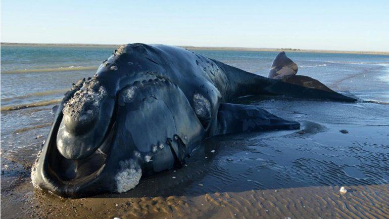 Una ballena Franca apareció varada en las costas de Caleta de los Loros