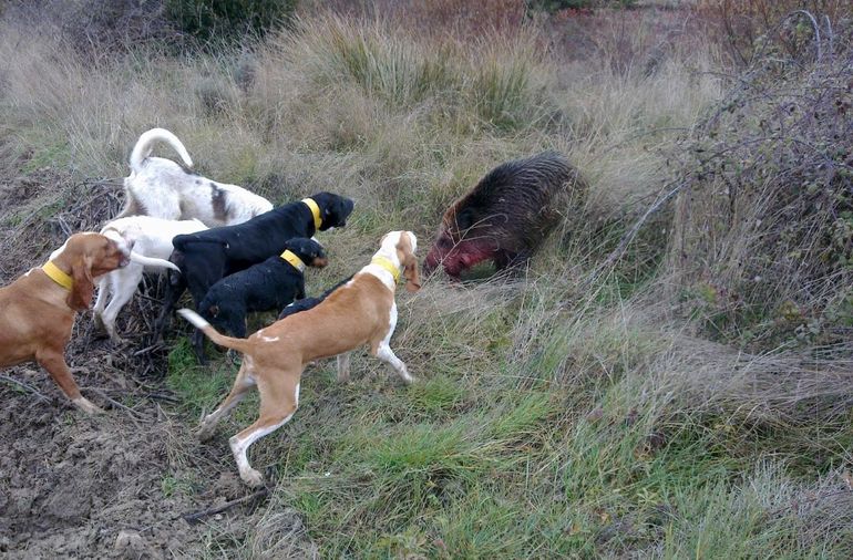 Institución cipoleña busca prohibir la caza de jabalí con perros