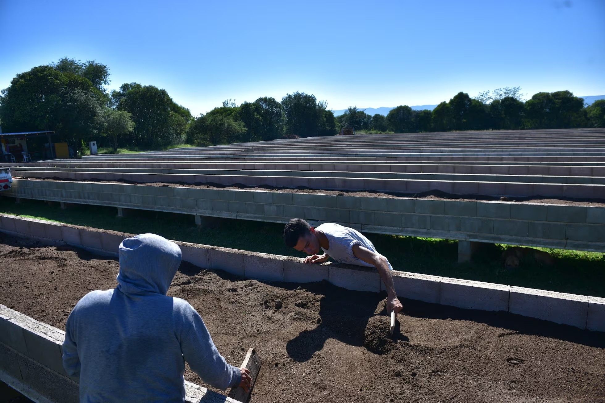 Preparación de la tierra en cajones de cemento para la plantación. Foto: El País