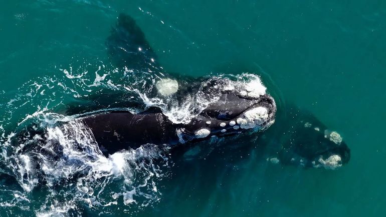 Invitan al bautismo de diez ballenas conocidas en el golfo San Matías  