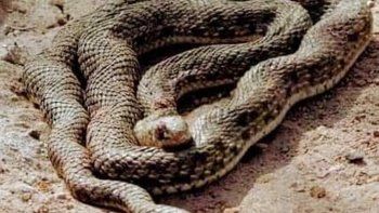 encontraron una yarara viva en la margen sur