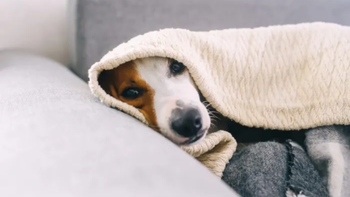 ¿donde deben dormir los perros durante las noches de frio?: la palabra de los expertos