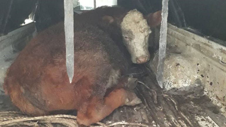 Ganaron un ternero en una rifa y Senasa los obligó a devolverlo